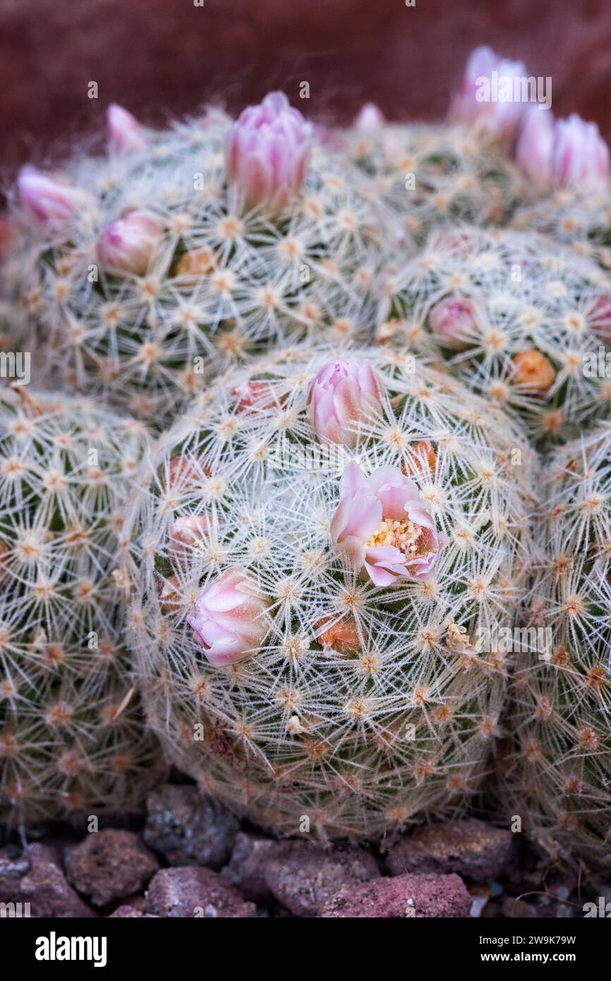 Mammillaria giselae hi-res stock photography and images - Alamy