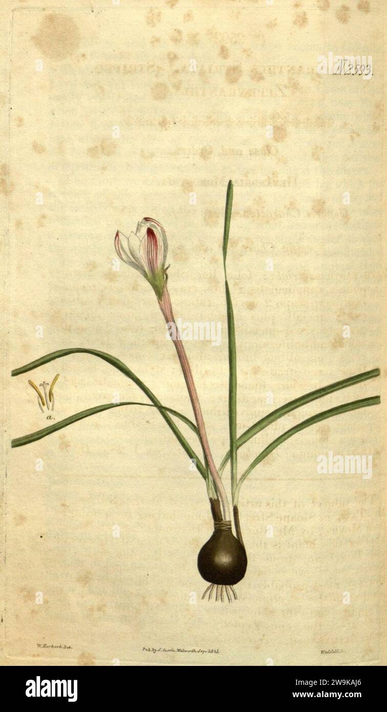 Zephyranthes minuta (as Zephyranthes striata) 52.2593. Stock Photo