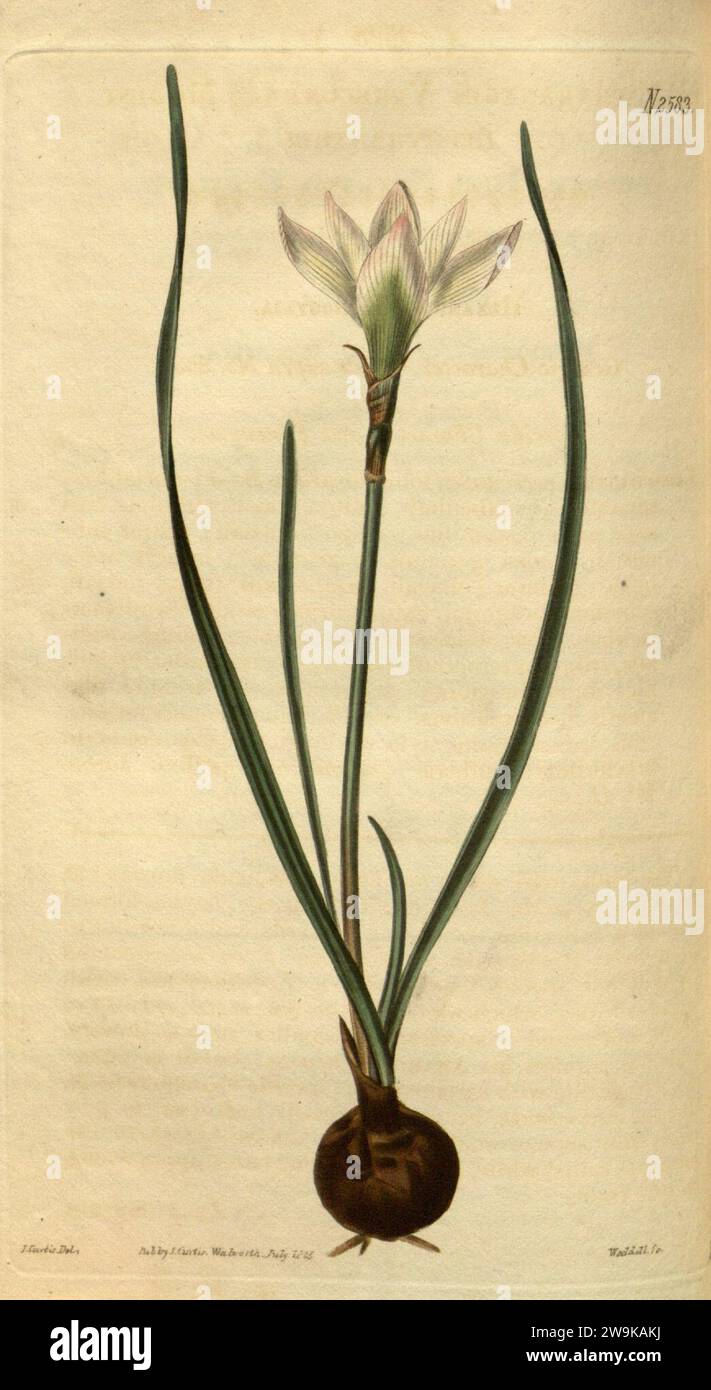 Zephyranthes minuta (as Zephyranthes verecunda) 52.2583. Stock Photo