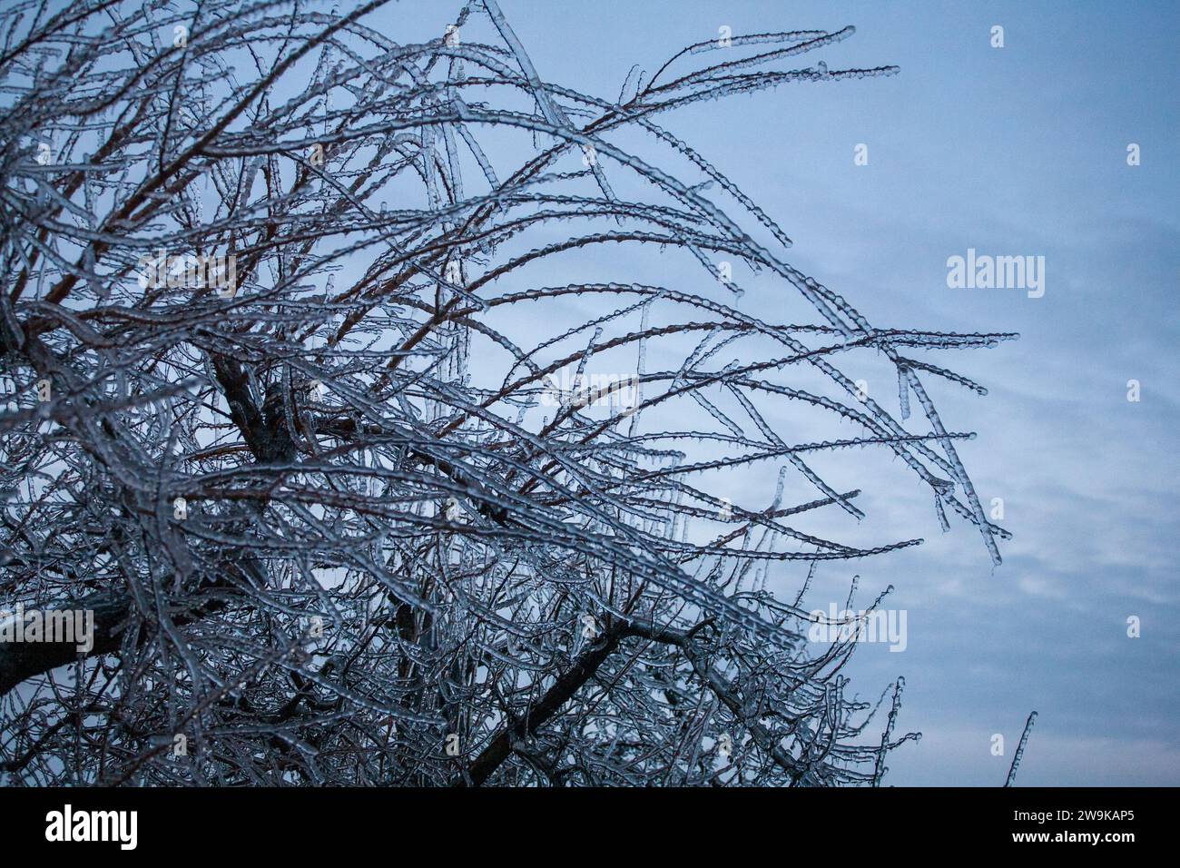 Frosty Spruce Branches.Outdoor frost scene winter background. Beautiful tree Icing in the world of plants and sunrise sky. Frosty , snowy, scenic Stock Photo