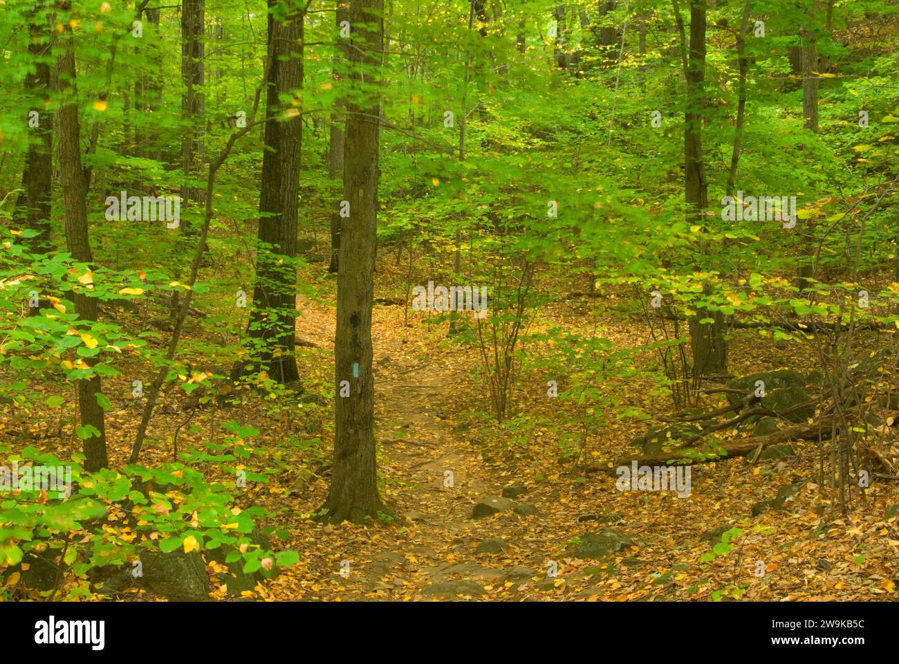Forest trail, Sleeping Giant State Park, Connecticut Stock Photo Alamy