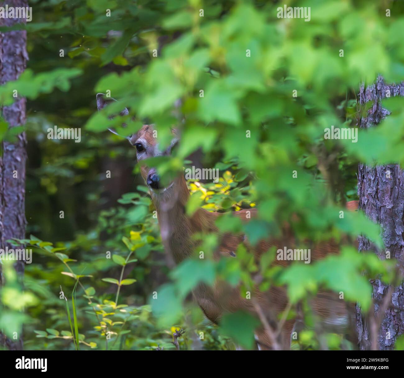 White-tailed doe peering out from the vegetation in a northern Wisconsin woodland. Stock Photo