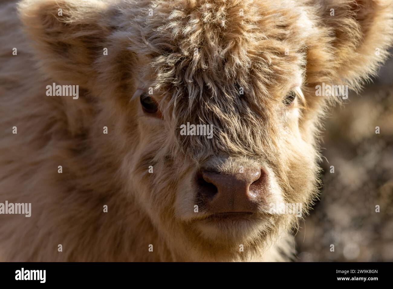 Highland Cattle Calf closeup with light tan shaggy fur in late afternoon sun Stock Photo