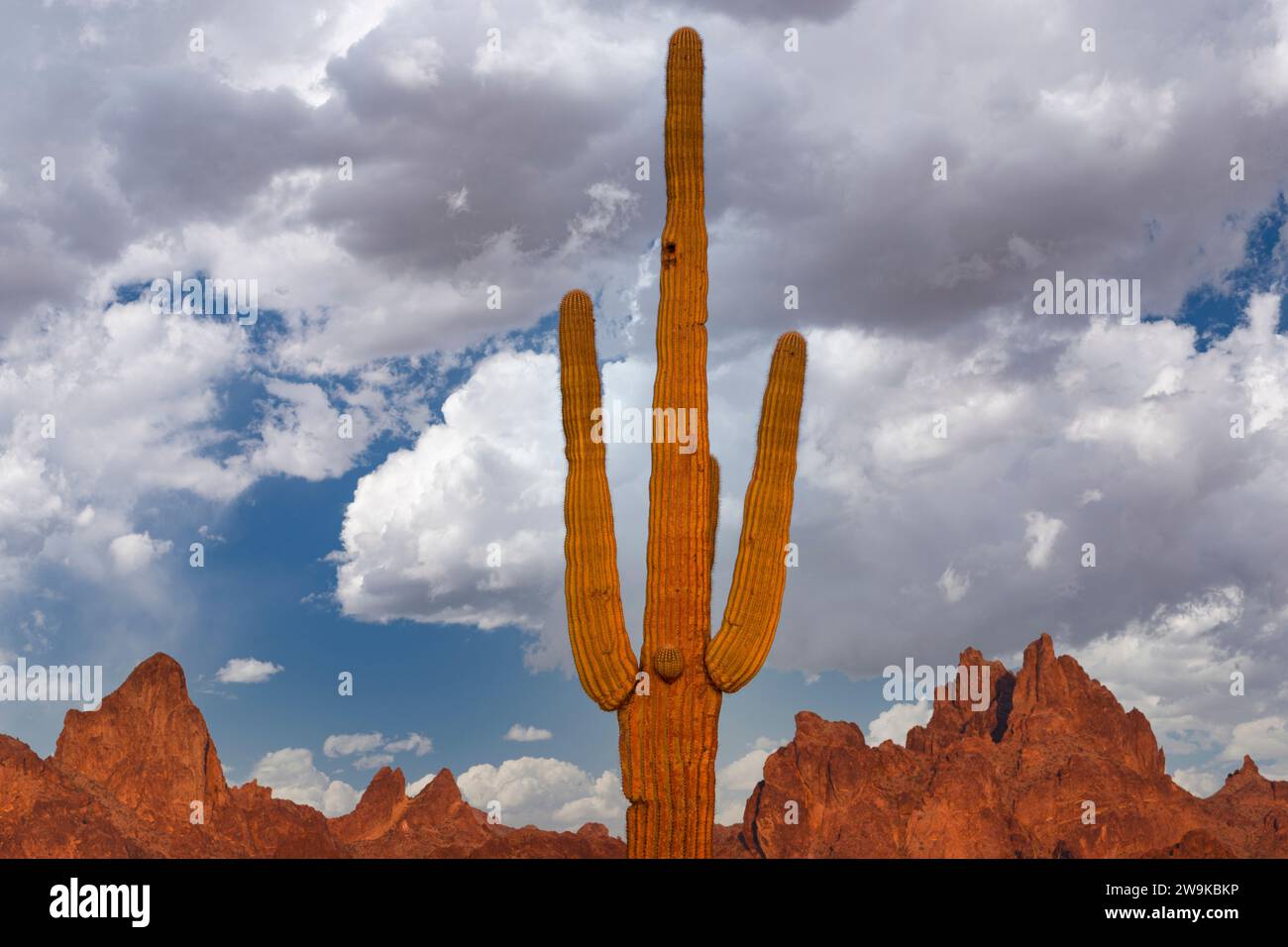 Sunset in sonoran desert hi-res stock photography and images - Alamy