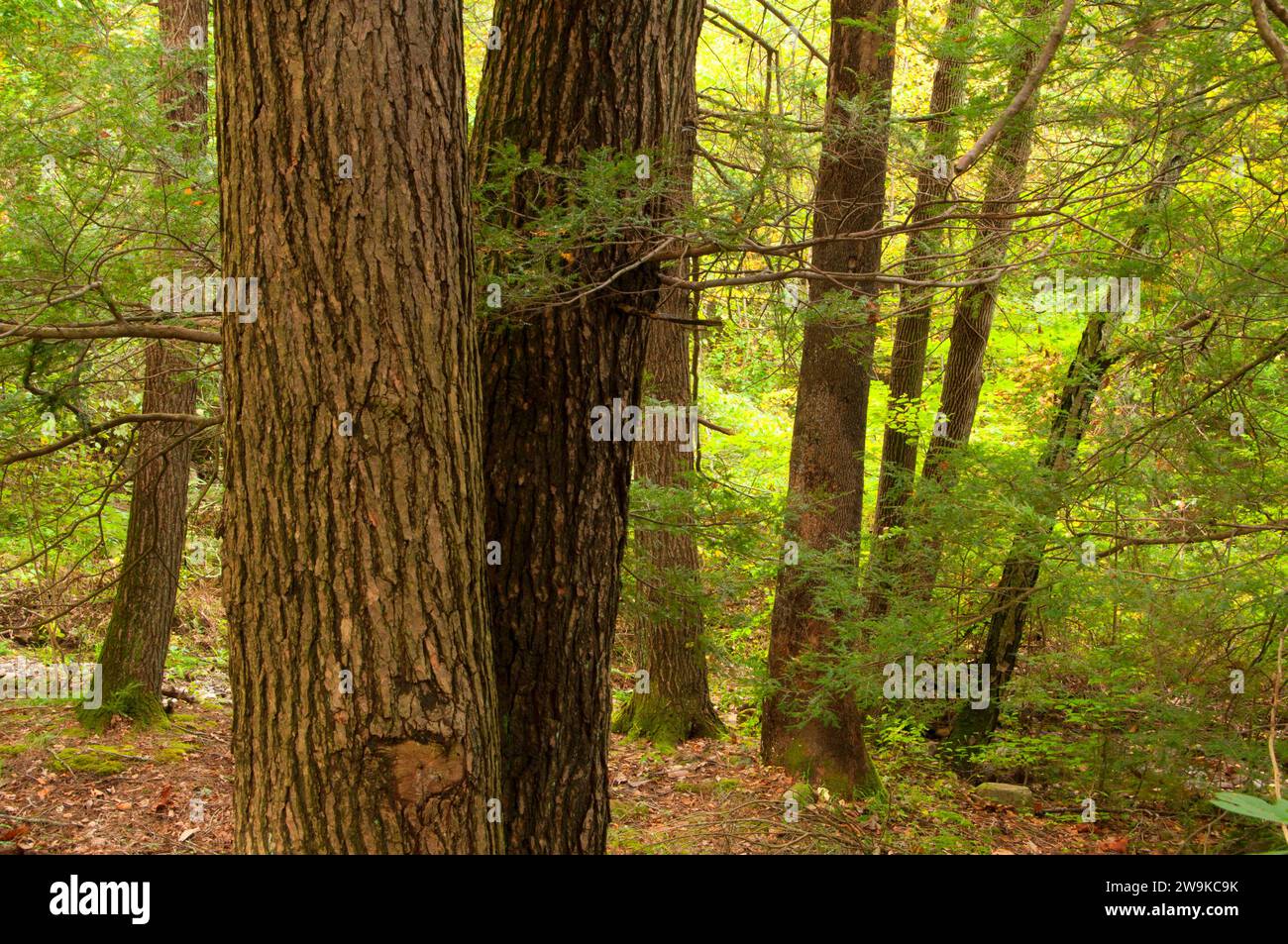 Forest trunks, Kettletown State Park, Connecticut Stock Photo - Alamy