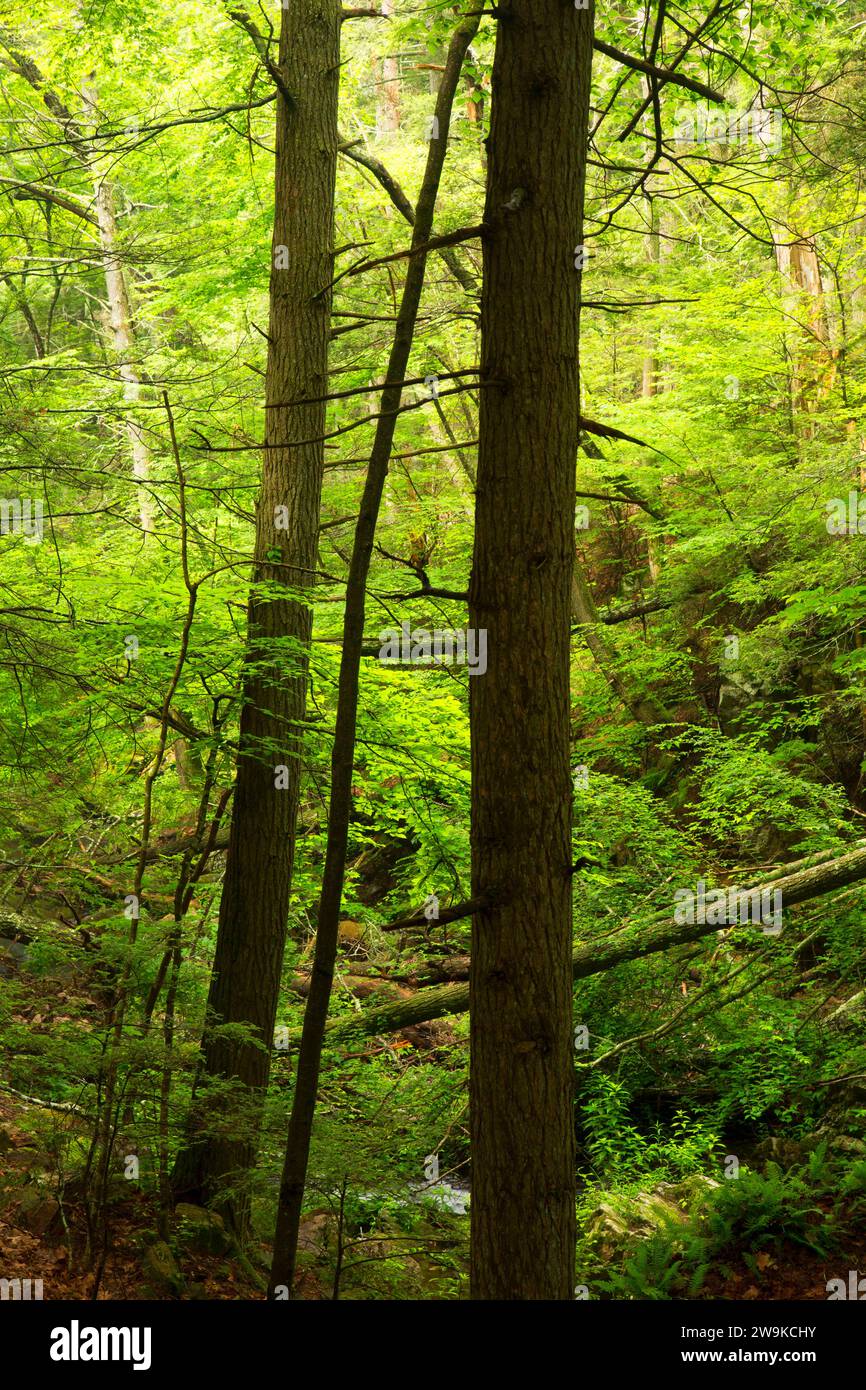 Forest along Brook Trail, Kettletown State Park, Connecticut Stock ...