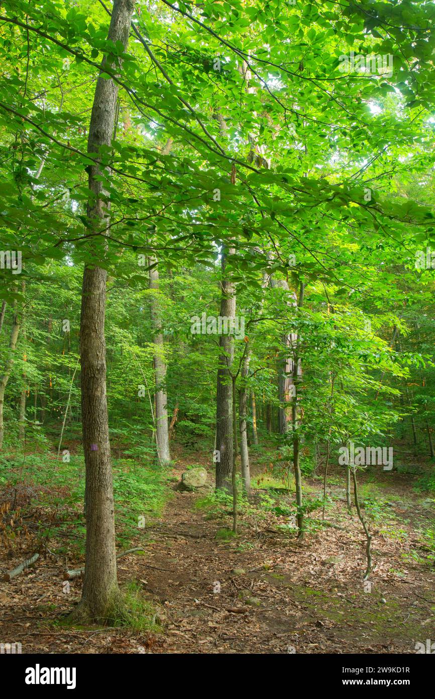 Violet Trail, Sleeping Giant State Park, Connecticut Stock Photo Alamy