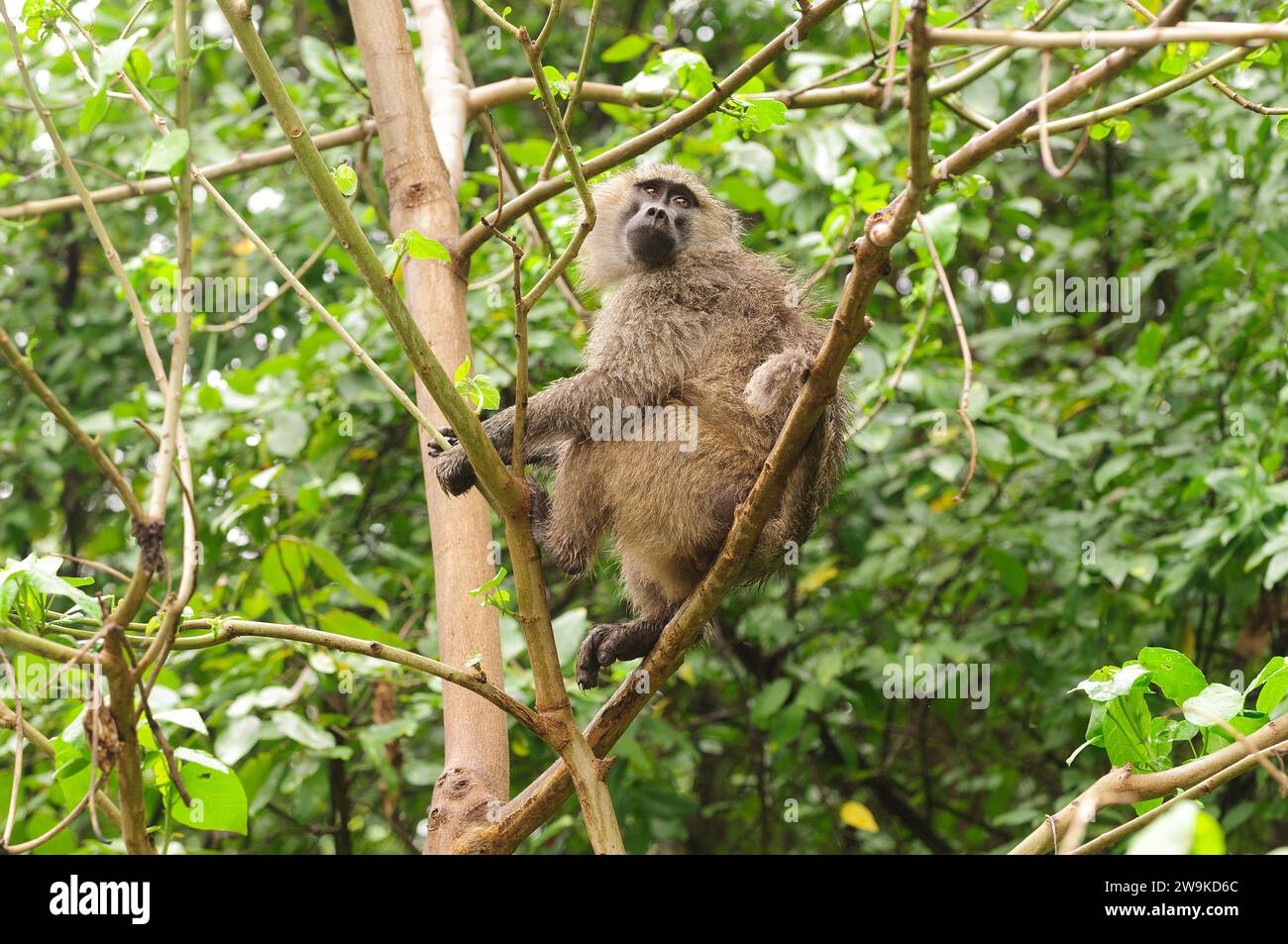 Olive Baboon up a tree (scientific name: papio anubis, or Nyani in Swaheli) in Lake Manyara National park, Tanzania Stock Photo