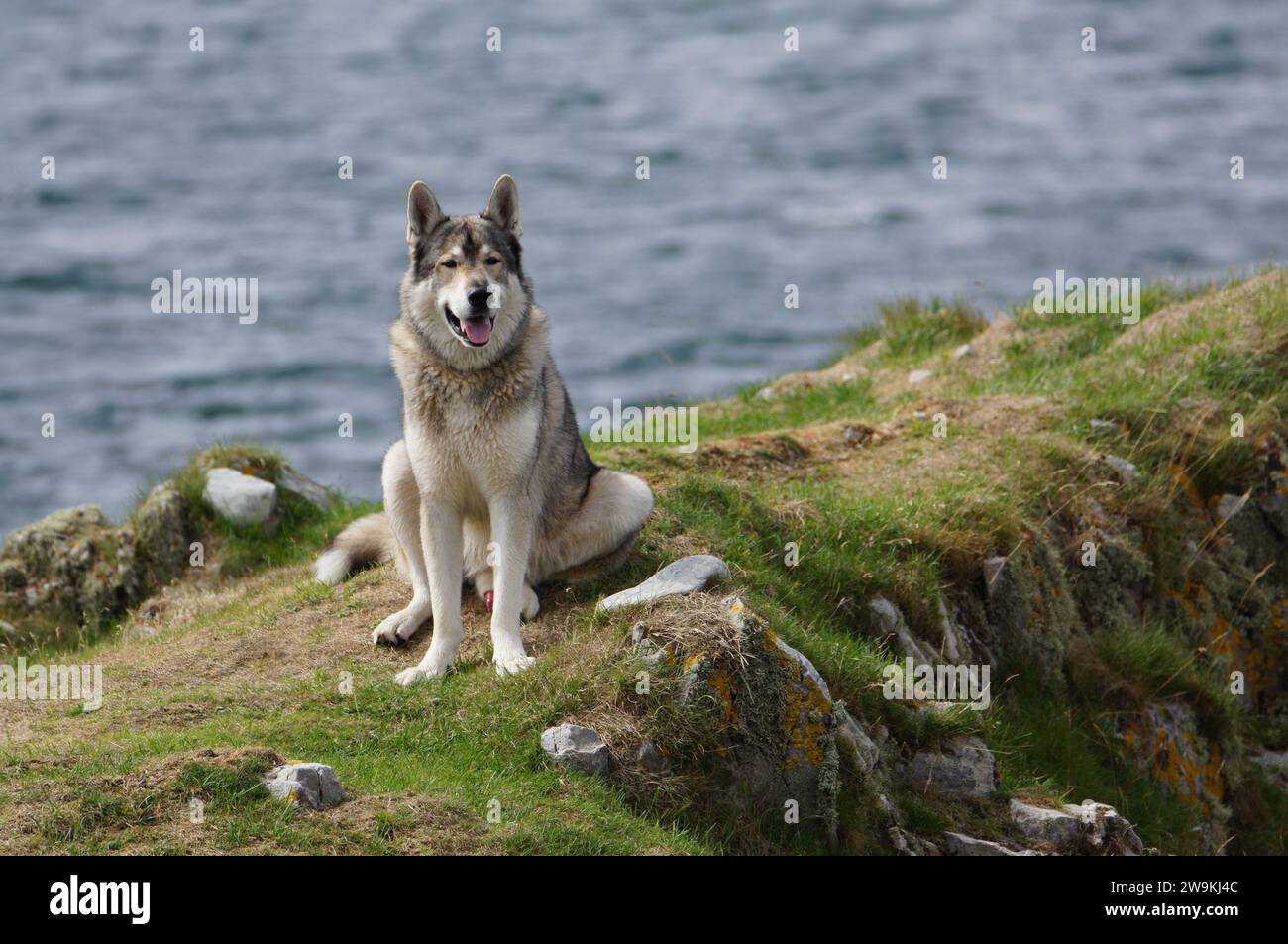 Tamaskan Dog on the Hebridean Isle of Jura, by the Sound of Islay, Scotland, UK Stock Photo
