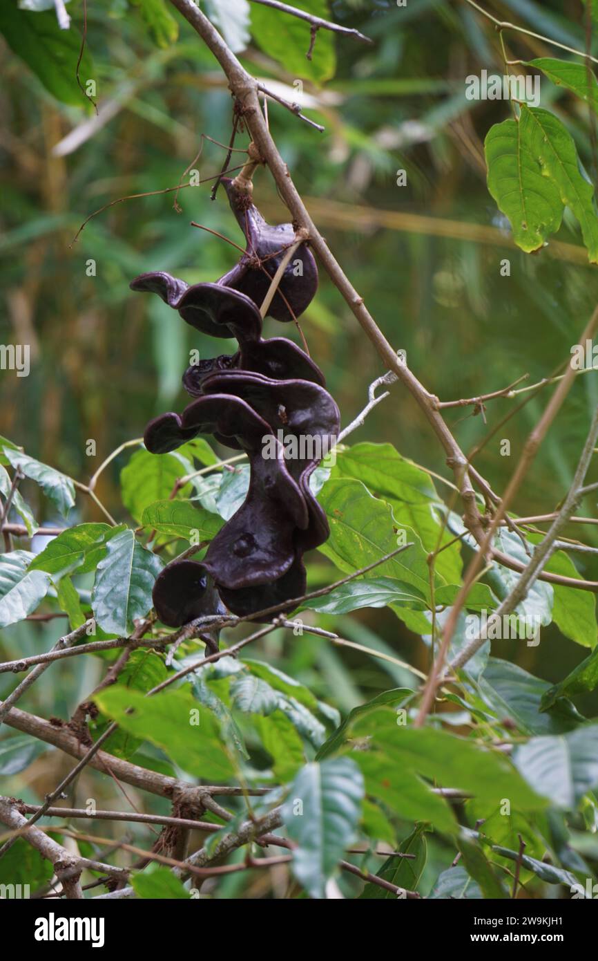 Archidendron pauciflorum (Blackbead, Dog Fruit, Djenkol tree, Luk Nieng Tree, Ngapi Nut, Pithecellobium lobatum Benth, djengkol, jengkol) on the tree Stock Photo