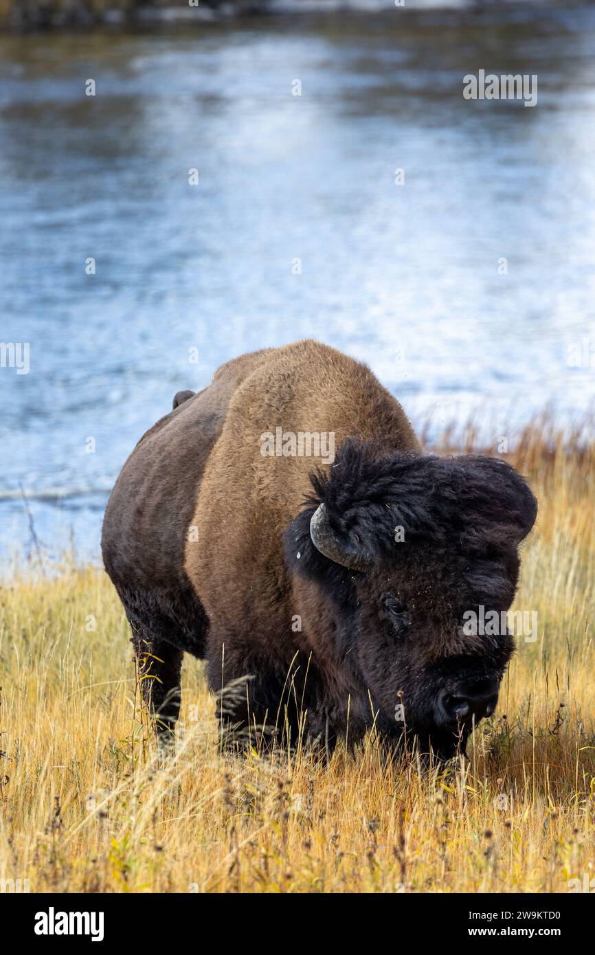 Illustration of a bison hi-res stock photography and images - Alamy