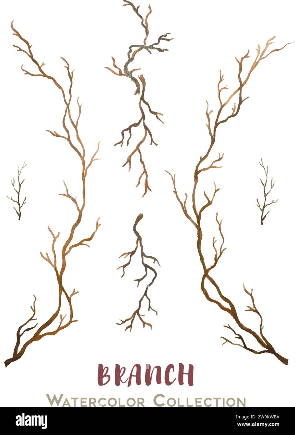 Vector set of beautiful hand drawn watercolor collection of branches ...