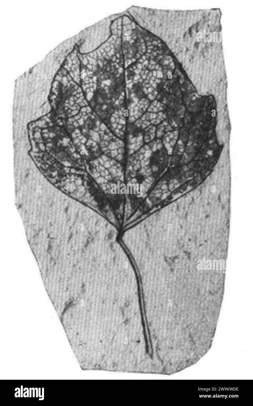 Zizyphoides auriculata as Populus heteromorpha USNM P36908 Plate13 Fig4. Stock Photo