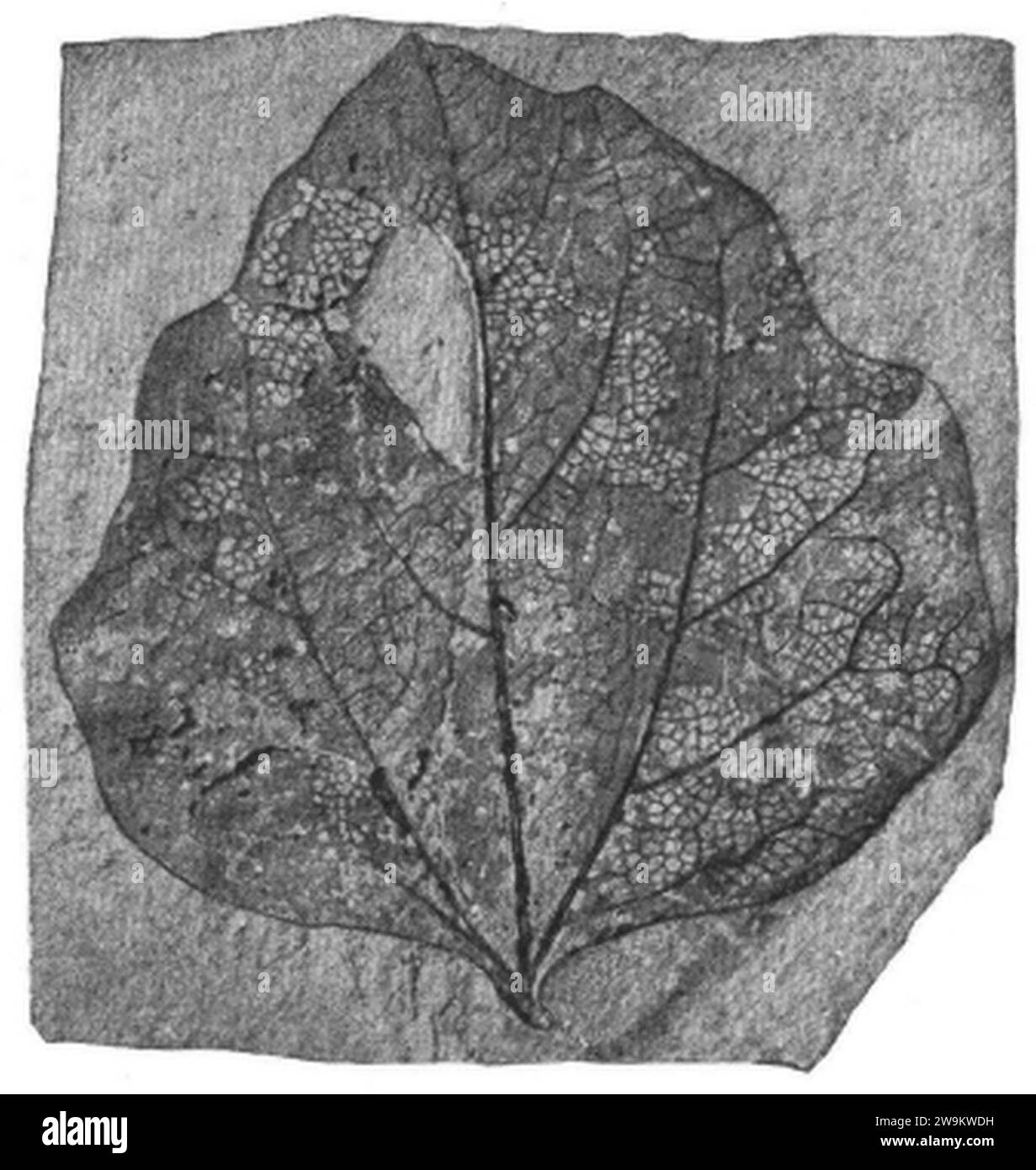 Zizyphoides auriculata as Populus heteromorpha USNM P36905 Plate13 Fig1. Stock Photo