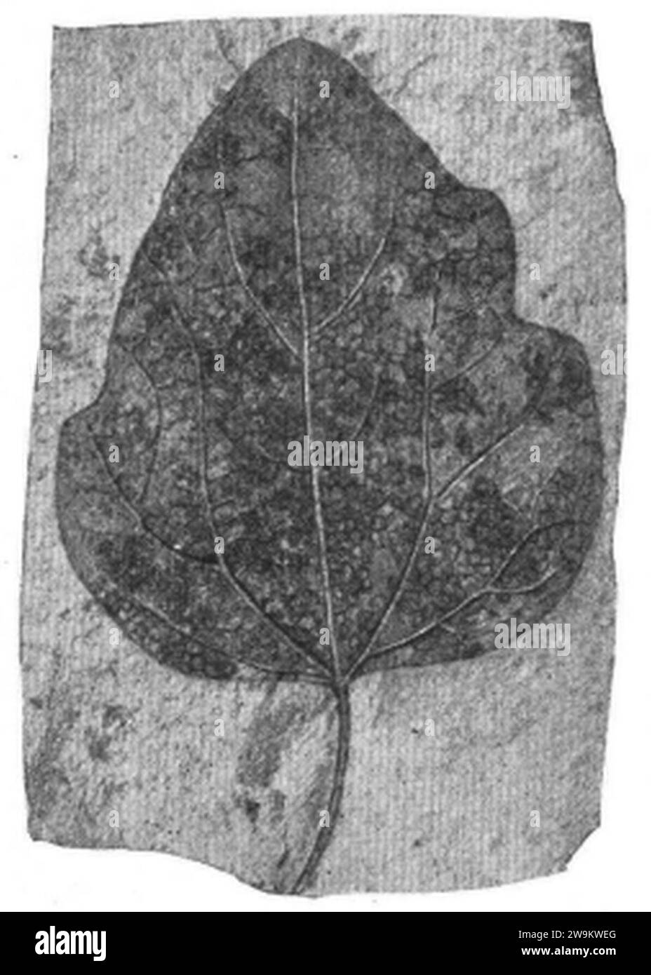Zizyphoides auriculata as Populus heteromorpha USNM P36922 Plate15 Fig4. Stock Photo