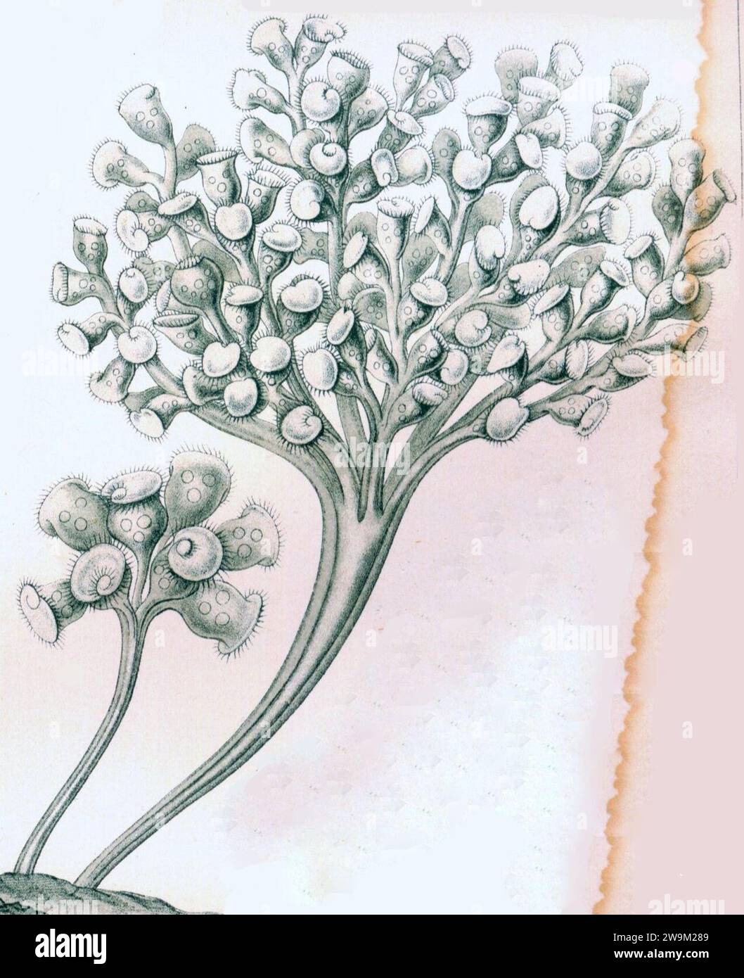 Zoothamnium arbuscula. Stock Photo