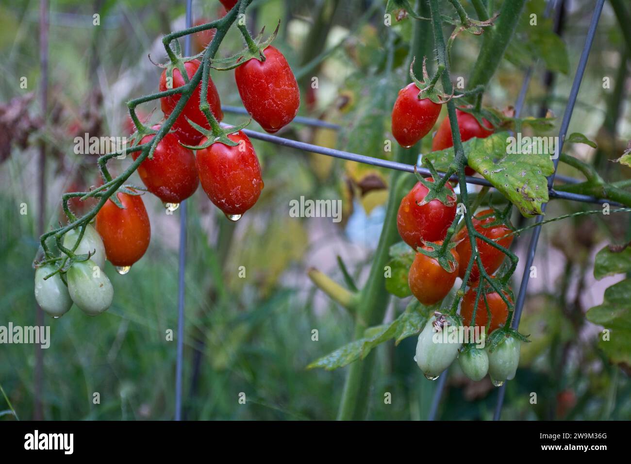 A cherry tomato plant carrying a cluster of ripe and red cherry tomatoes Stock Photo