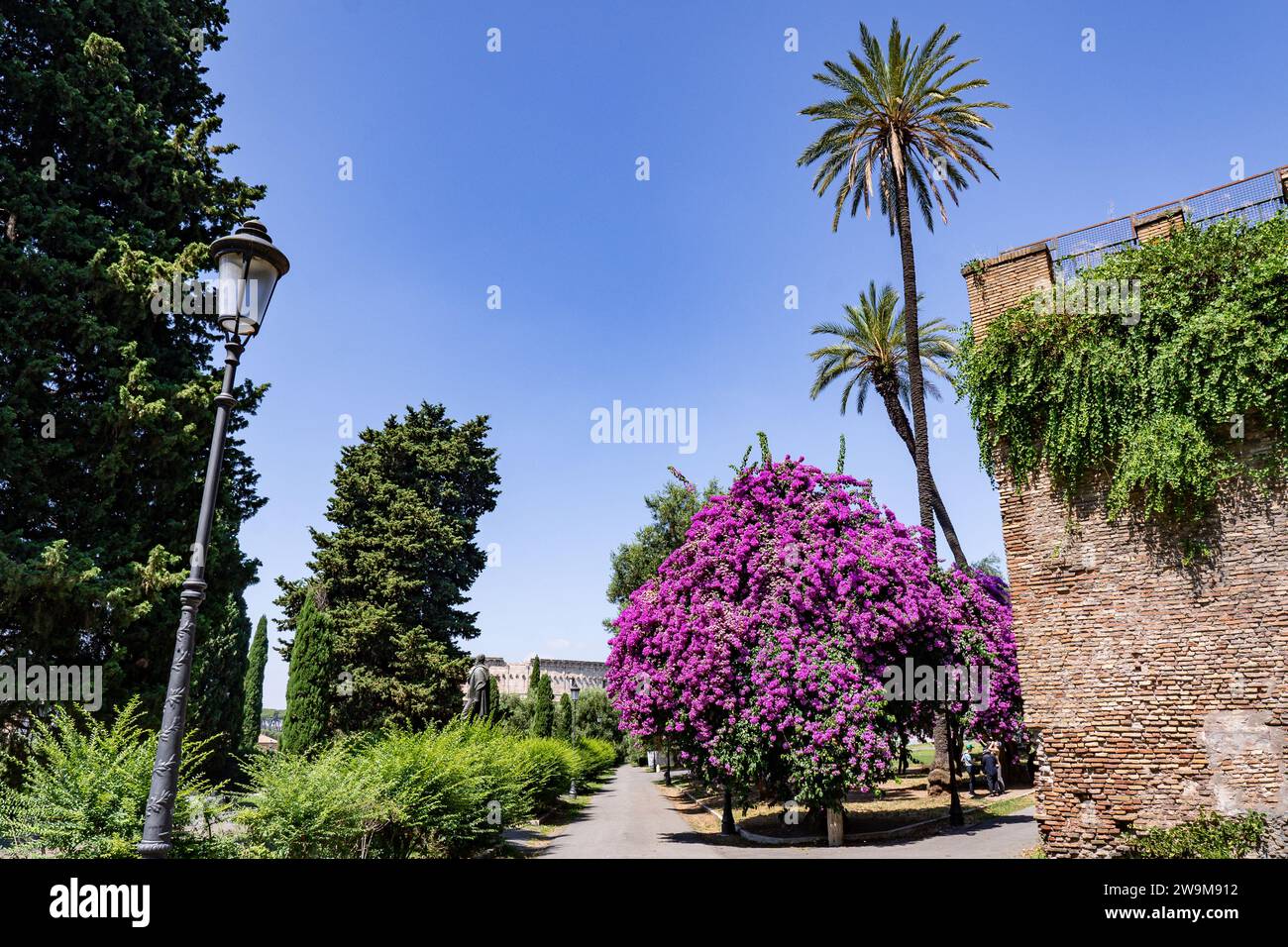 Park Colle Oppio ono The Oppian Hill with blooming purple bougainvillea tree and Domus Aurea in the distance in Rome, Italy Stock Photo