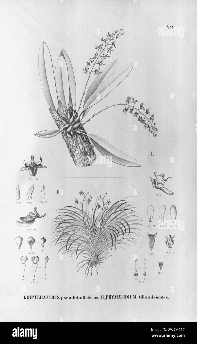 Zygostates pellucida (as Dipteranthus pseudobulbiferus) - Phymatidium falcifolium (as Phymatidium tillandsioides) Stock Photo