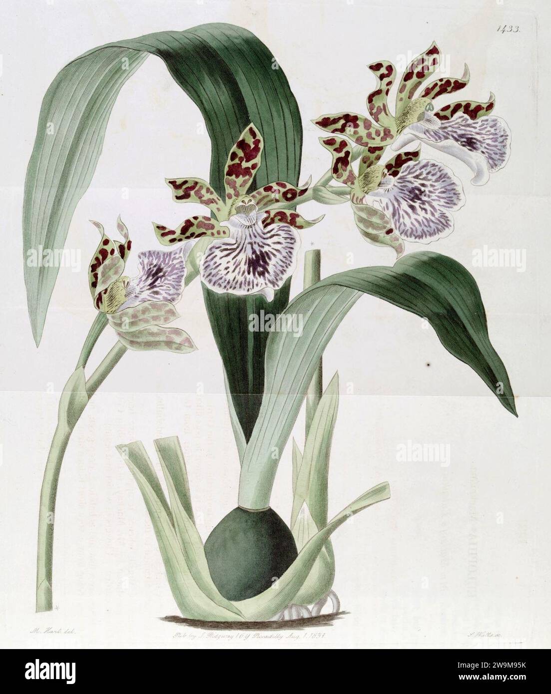 Zygopetalum maculatum or Z. mackayi (as Eulophia mackaiana) - Edwards vol 17 pl 1433 (1831). Stock Photo