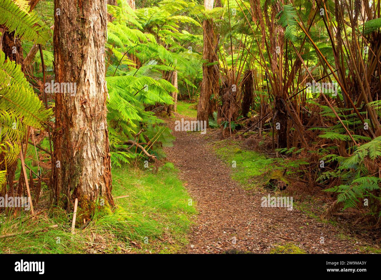 Volcano Rim Crater Rim Trail, Hawaii Volcanoes National Park, Hawaii Stock Photo ...