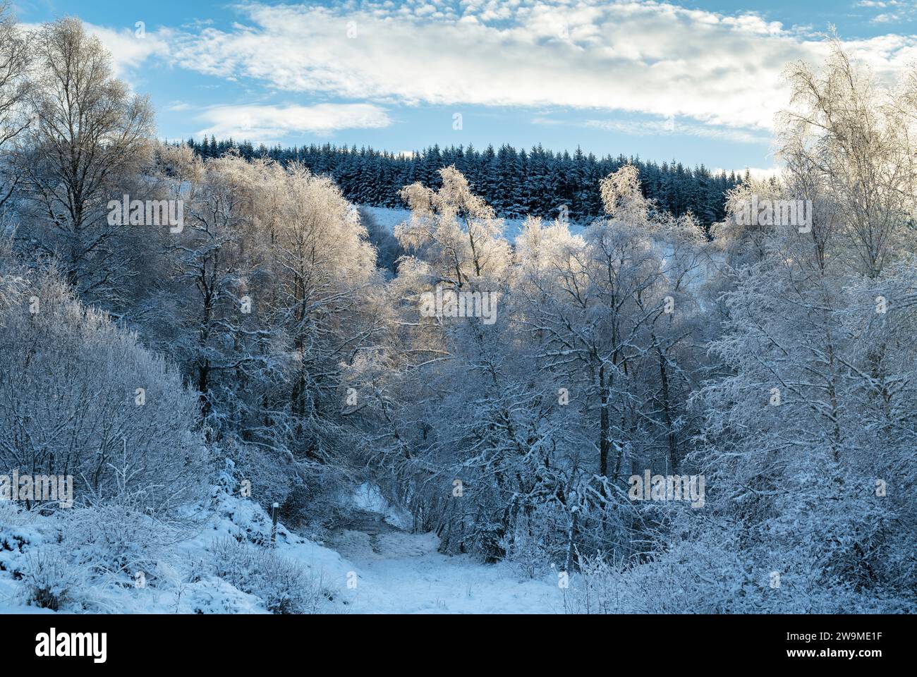 Snow covered trees in the scottish countryside. Glen Brown, Cairngorms, Highlands, Scotland Stock Photo