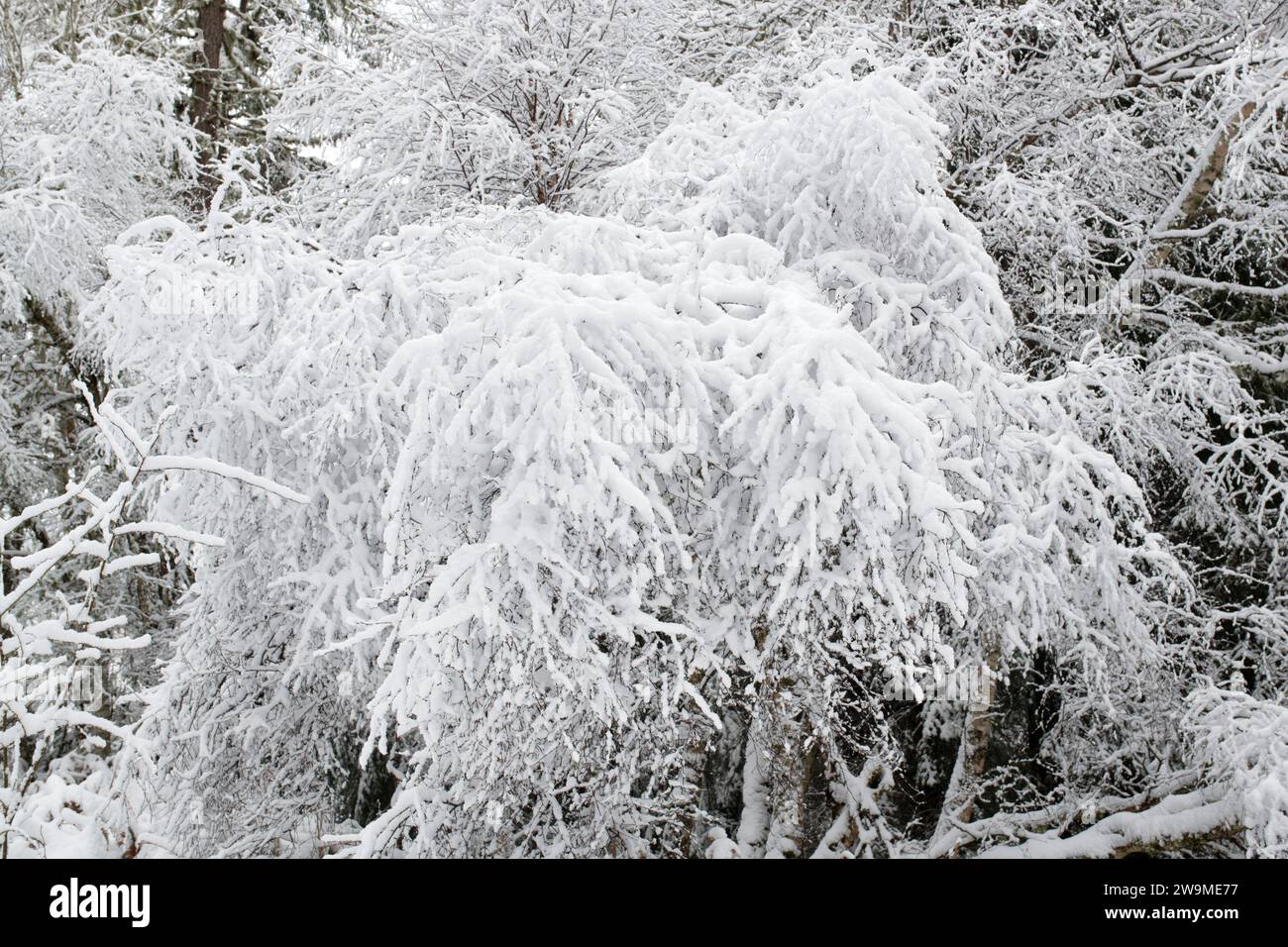 Snow covered tree branches in a woodland. Grantown on Spey, Morayshire, Scotland Stock Photo