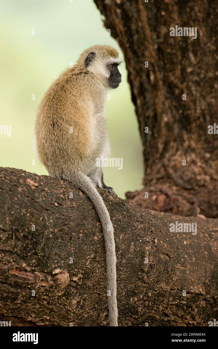 Vervet Monkey (Scientific name: cercopthecus aethiops, or Tumbiili in Swaheli), in Lake Manyara National Park, Tanzania Stock Photo