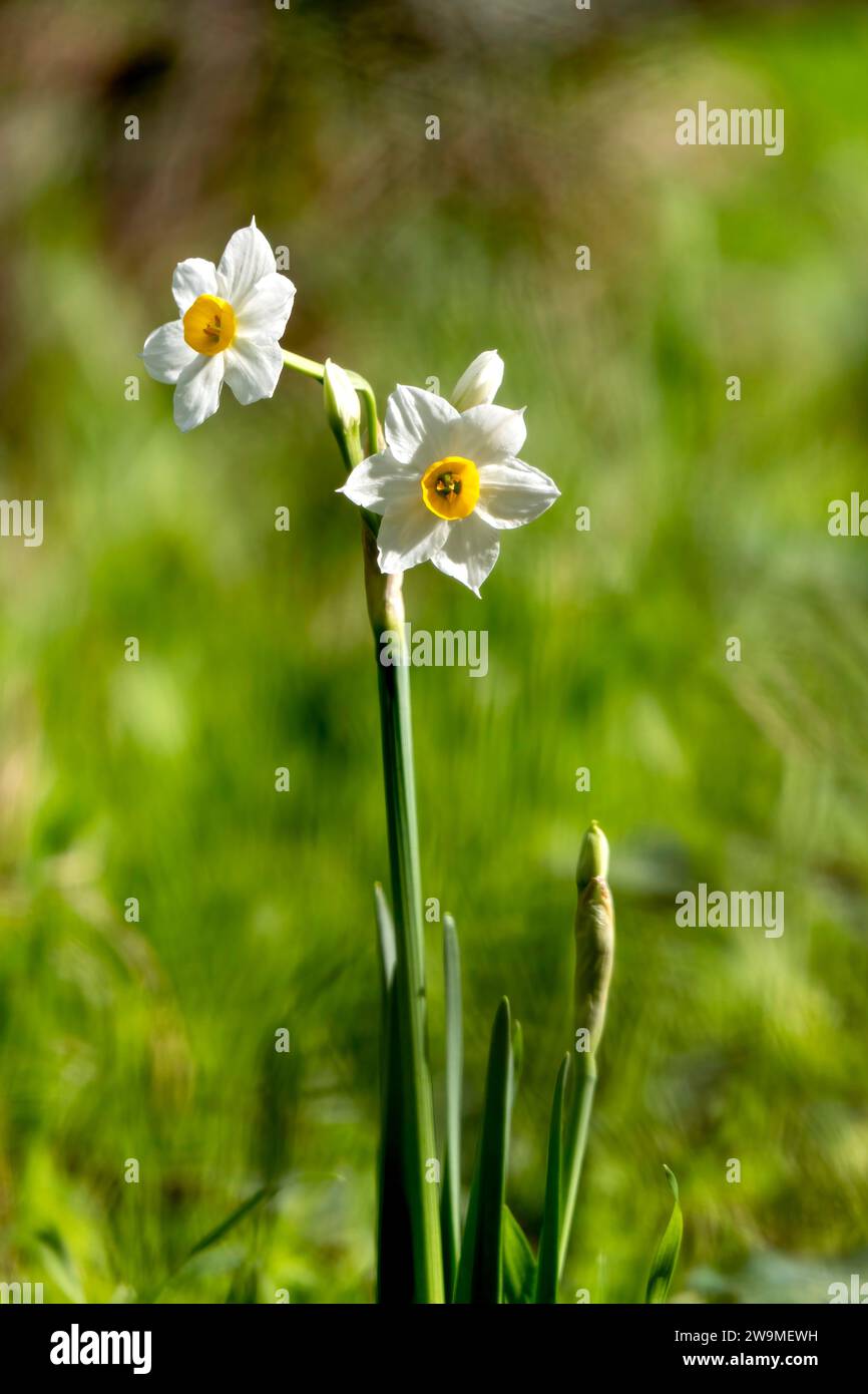 Spring flowering of forest wild daffodils. White and yellow Narcissus tazetta flowers close up on a blurred background Stock Photo