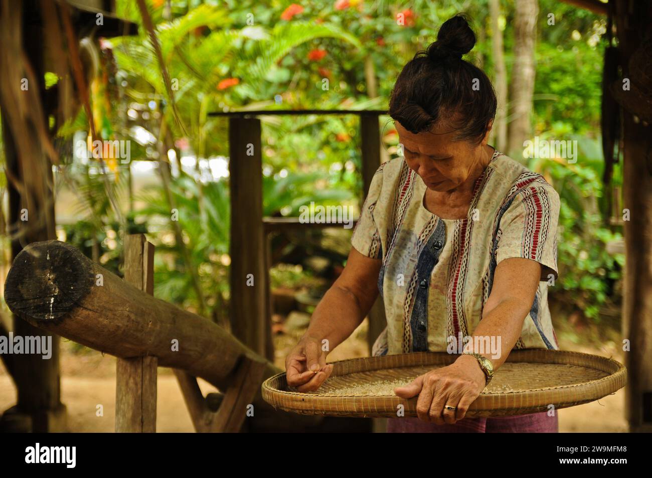 Thai Woman & Post-Harvest Rice Handling Process, Chiang Mai, Northern Thailand Stock Photo