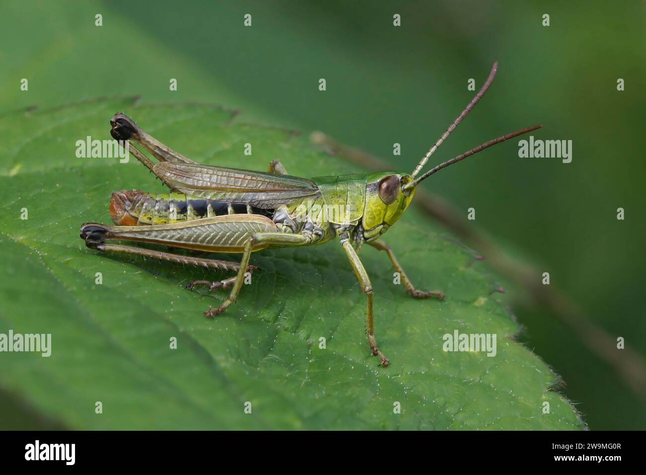 Natural closeup on the common European grasshopper , Pseudochorthippus parallelus sitting on leaf Stock Photo