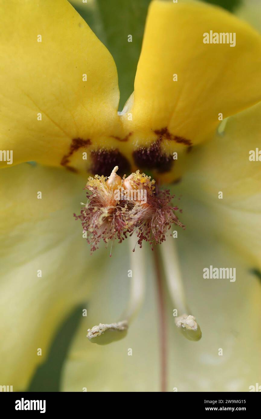 Natural detailed closeup on the yellow flower of the black or dark mullein, Verbascum nigrum Stock Photo