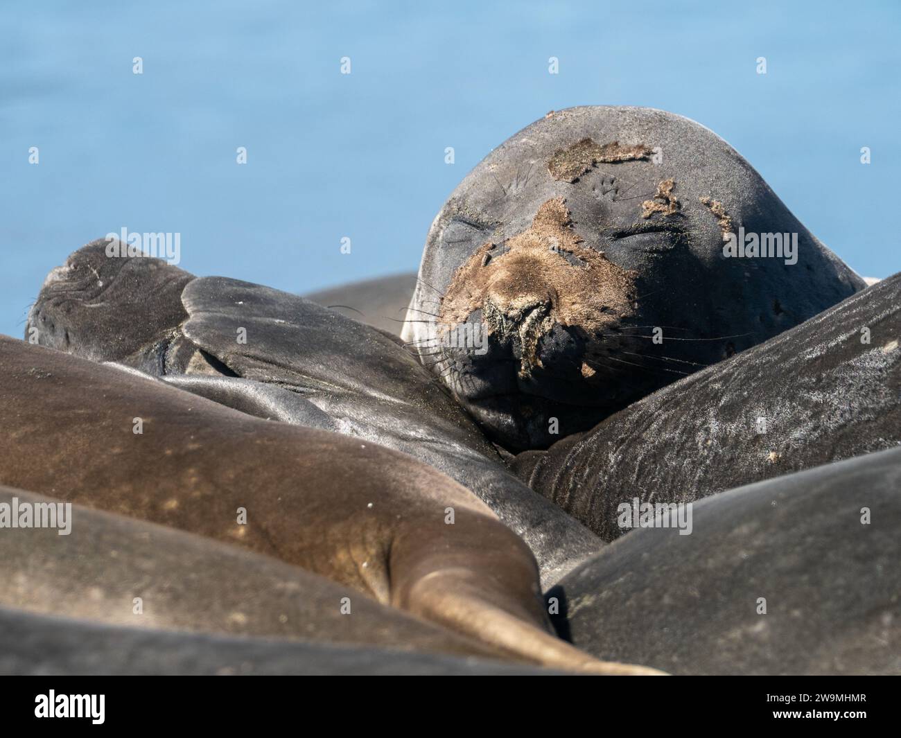 Southern elephant seal, Mirounga leonina, on  Macquarie island Australia Stock Photo