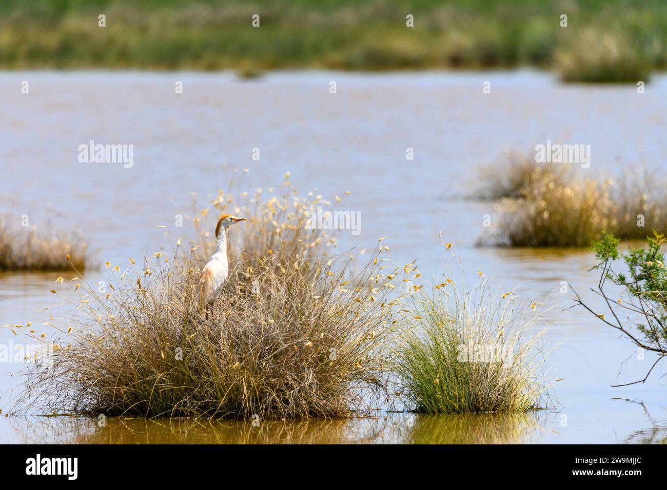 Crabeating egret or Ardeola ralloides, is a species of pelecaniformes