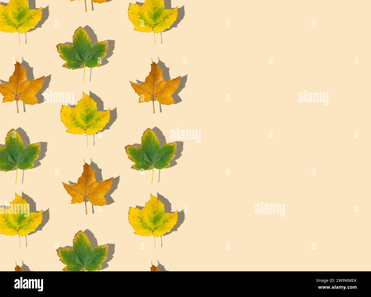 Creative pattern composition of colorful autumn leaves on pastel ...