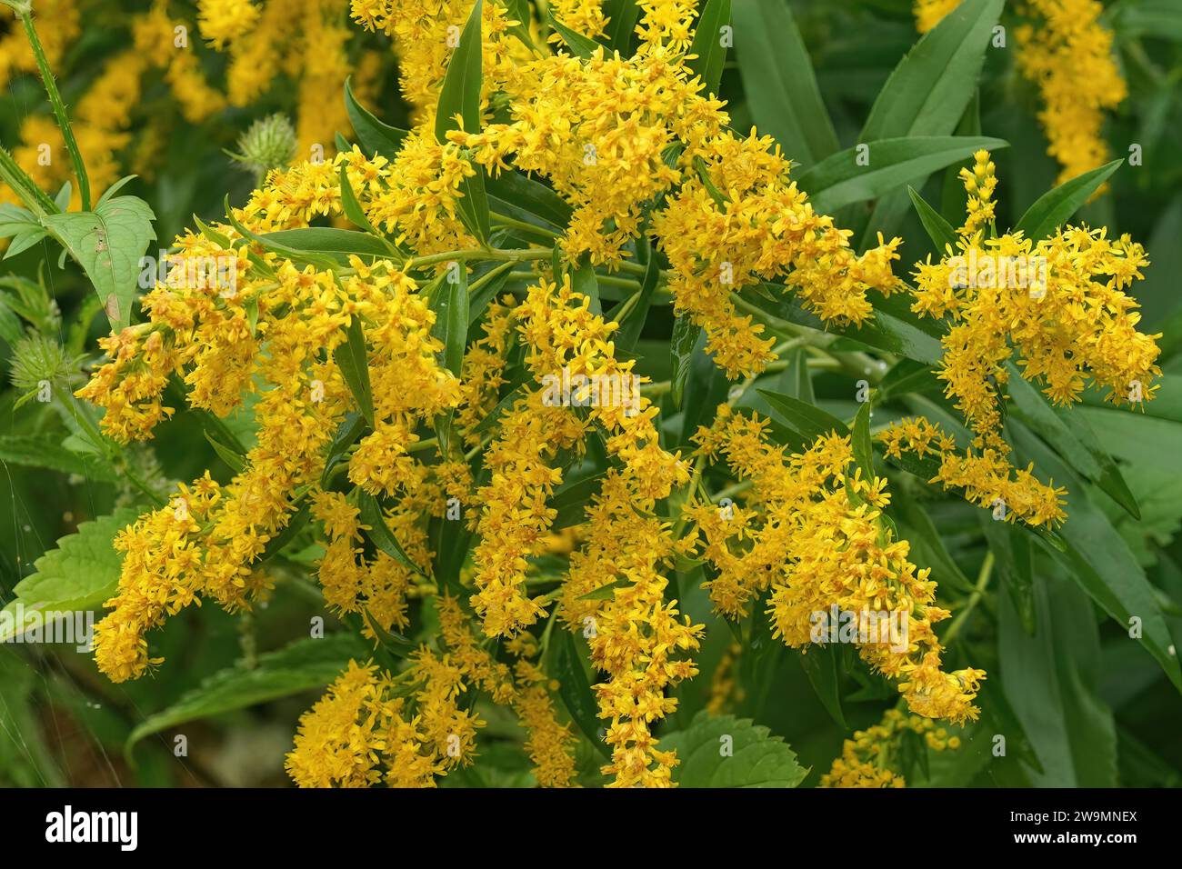 Detailed closeup on golden yellow blossoming Goldenrod flowers ,Solidago virgaurea, in the garden Stock Photo