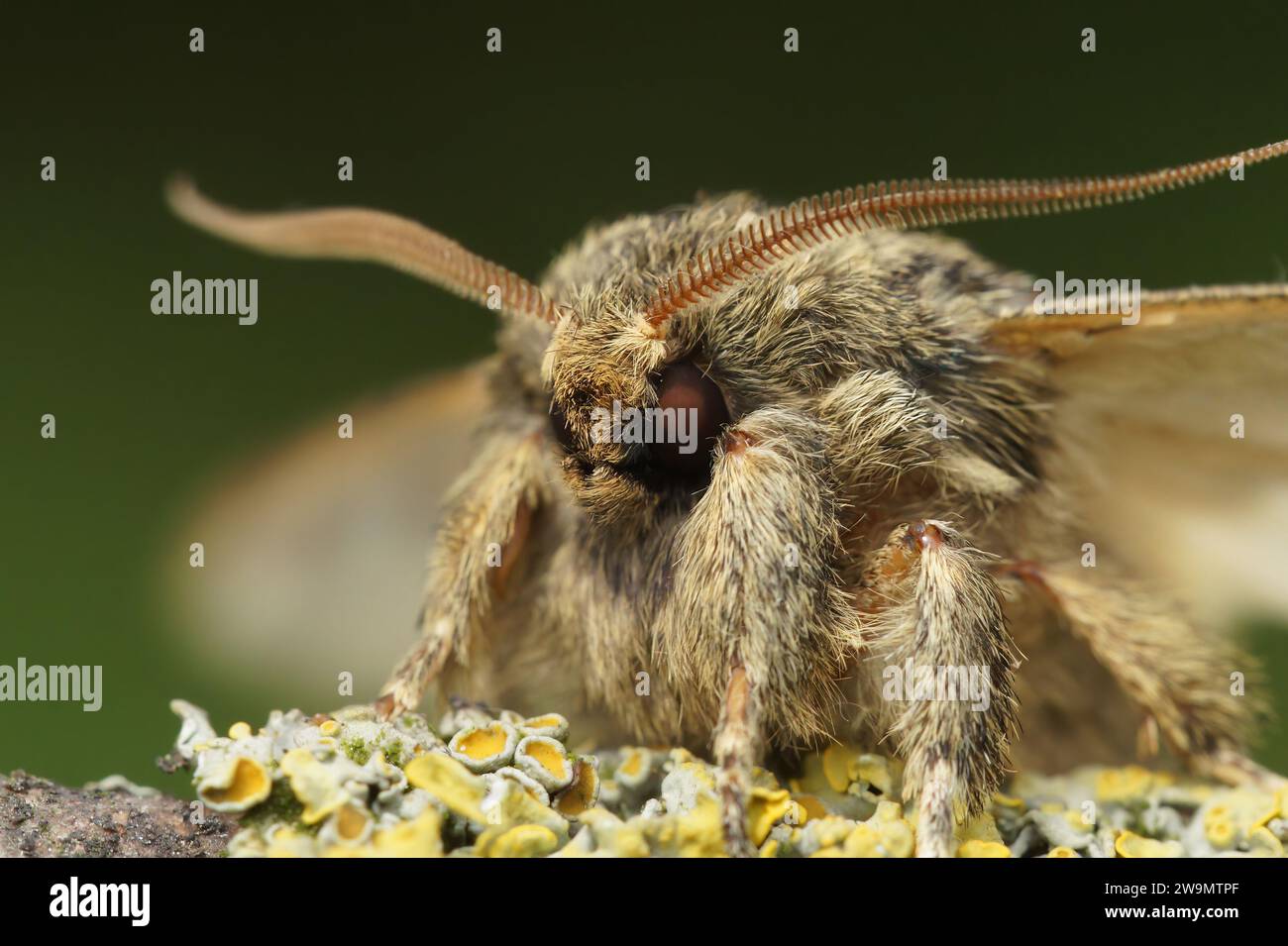 Detailed facial closeup on the Great prominent moth,Peridea anceps sitting on wood Stock Photo