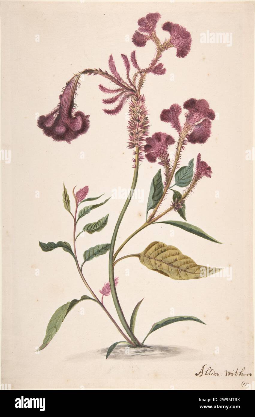 Study of a Crested Cockscomb (Celosia argentea cristata) 2006 by Alida Withoos Stock Photo