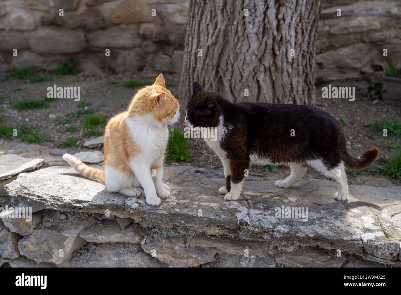 Two cats, showing some real love to each other. Black, white and yellow colors. Tabby friends. Stock Photo