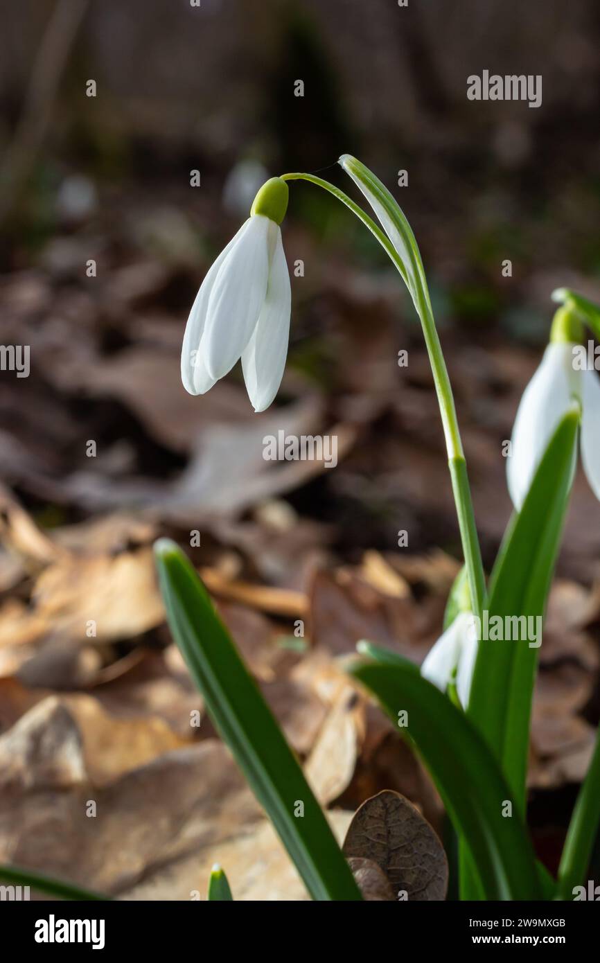 White snowdrop flowers close up. Galanthus blossoms illuminated by the sun in the green blurred background, early spring. Galanthus nivalis bulbous, p Stock Photo