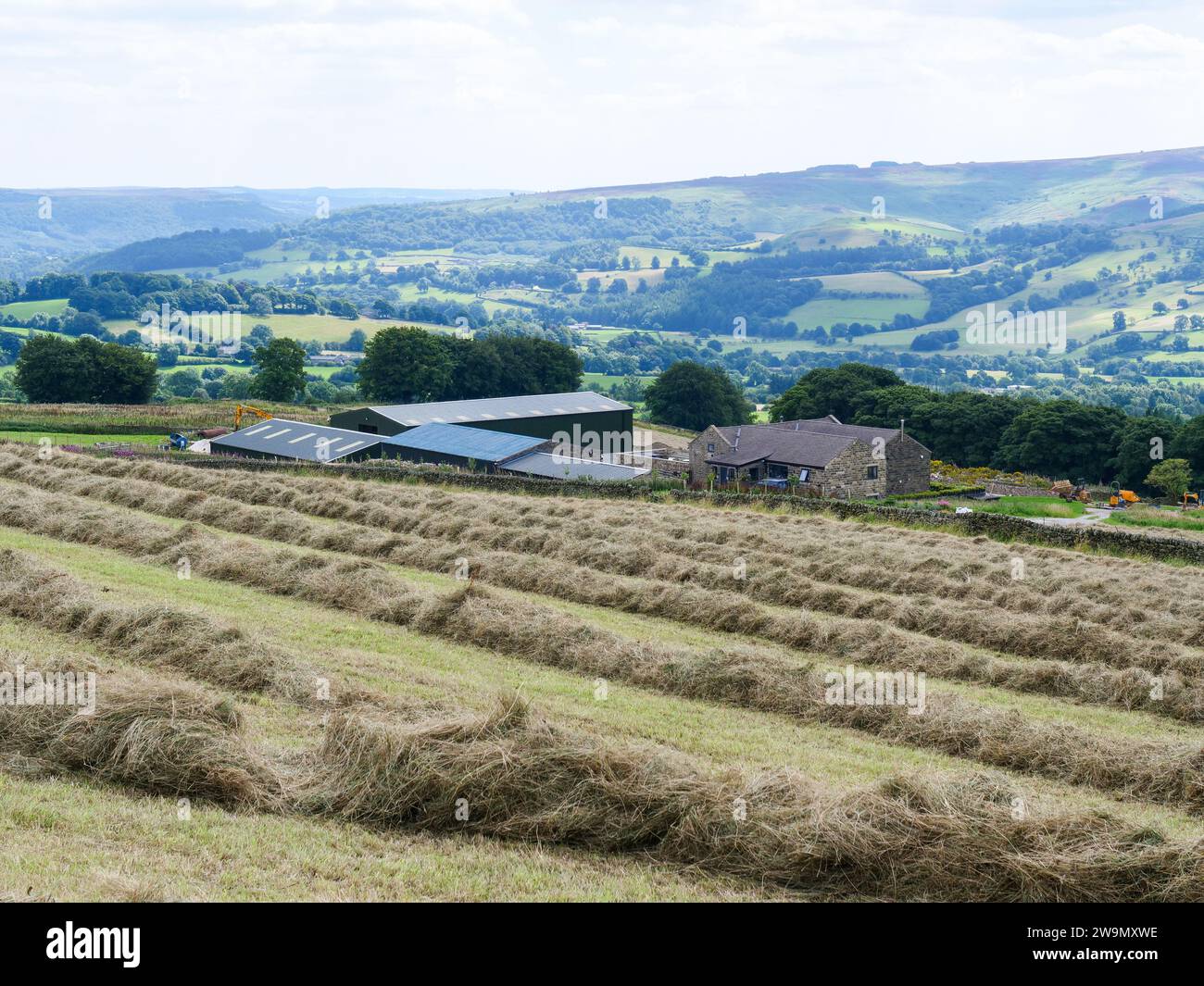 Almost dry hay windrows lined in front of farm buildings in English hilly countryside of Derbyshire. Stock Photo