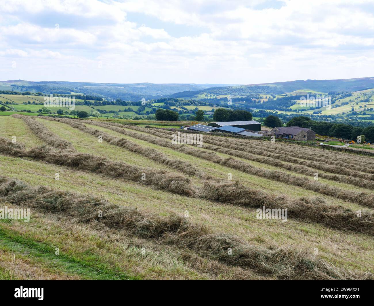 Swaths of dry hay in farmland in a hilly English countryside of Derbyshire in Peak District National Park, United Kingdom. Stock Photo