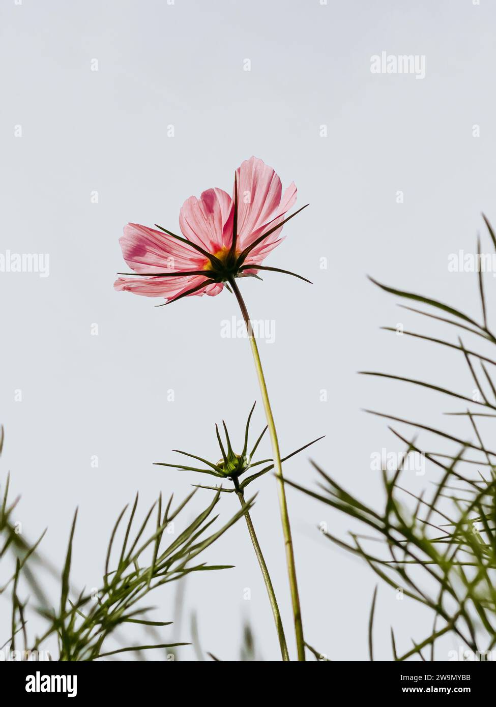 Close-up of a pink cosmos flower growing outdoors Stock Photo