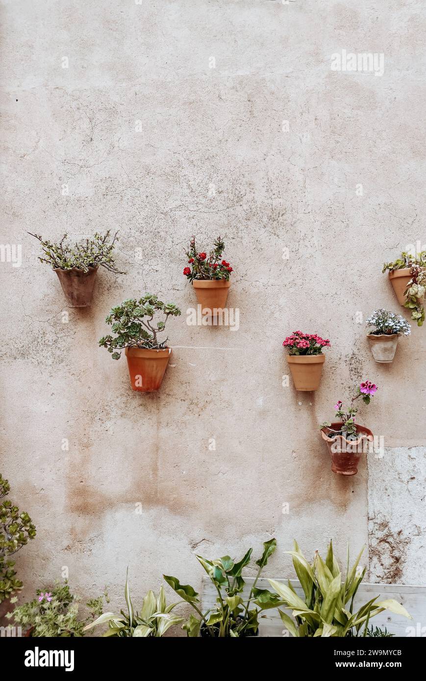 Flower pots hanging on a wall in Valldemossa, Majorca, Spain Stock Photo