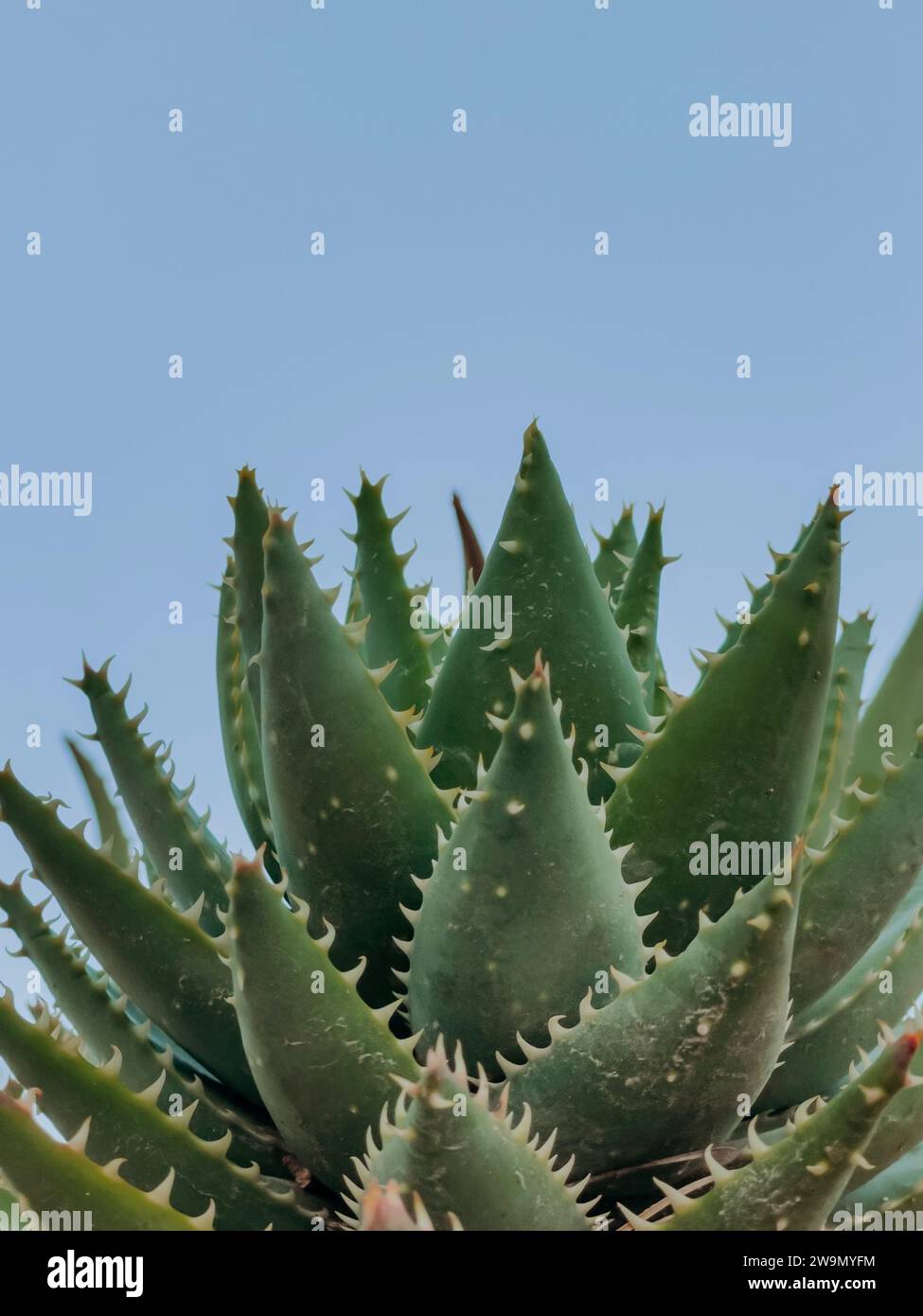 Close-up of a succulent plant against a blue sky, Majorca, Spain Stock Photo