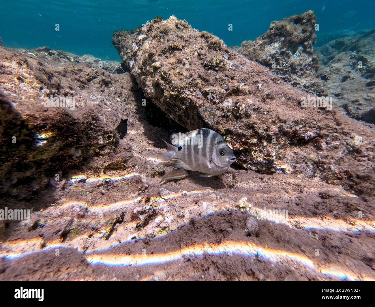 The threespot dascyllus (Dascyllus trimaculatus) known as domino damsel or simply domino, is a species of damselfish from the family Pomacentridae und Stock Photo