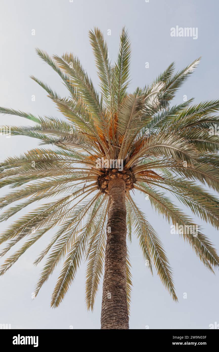 Low angle of a palm tree against a blue sky, Majorca, Spain Stock Photo