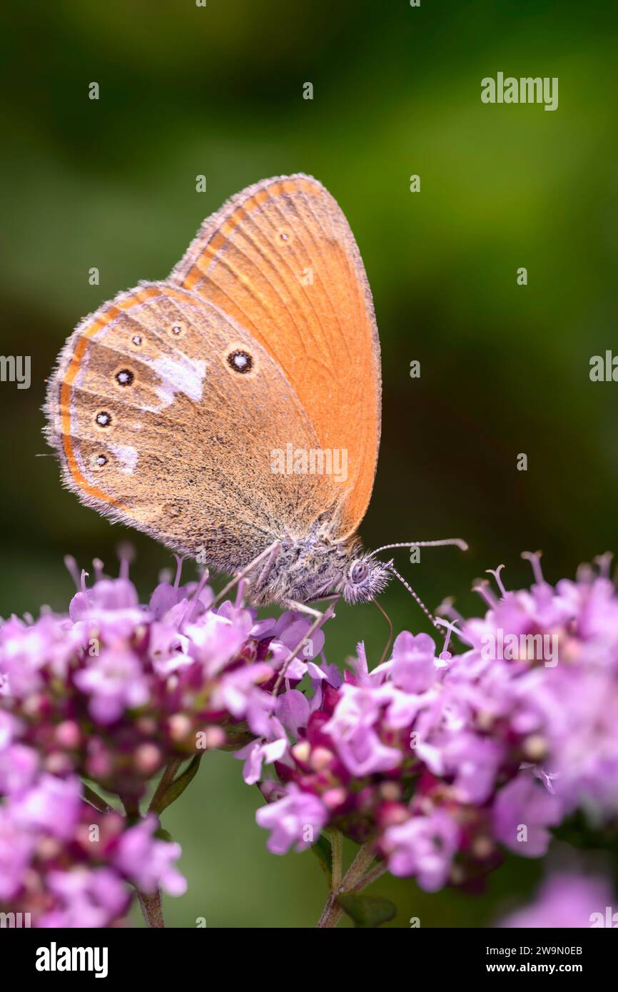 A chestnut heath butterfly - Coenonympha glycerion - sucks nectar with its trunk from the blossom of Origanum vulgare - Oregano or wild Marjoram Stock Photo