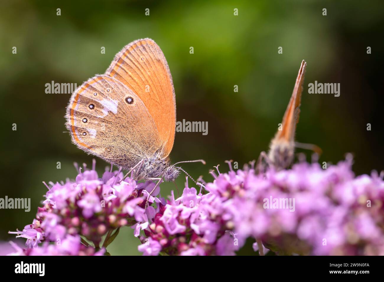 A chestnut heath butterfly - Coenonympha glycerion - sucks nectar with its trunk from the blossom of Origanum vulgare - Oregano or wild Marjoram Stock Photo