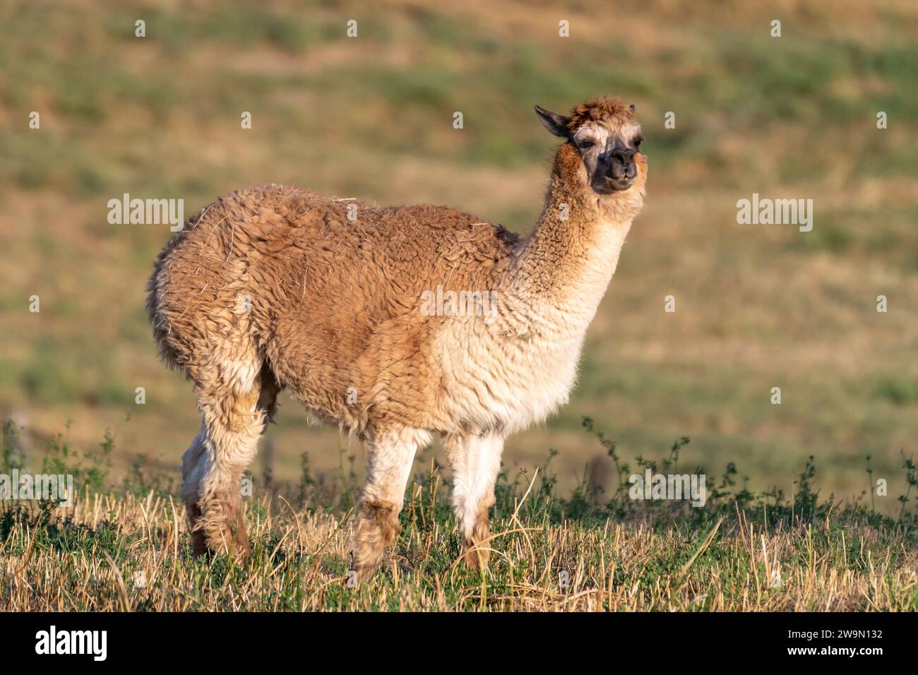 Portrait of an Alpaca standing in a field, British Columbia, Canada Stock Photo
